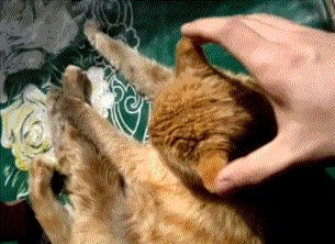 Daily GIFs Mix, part 507