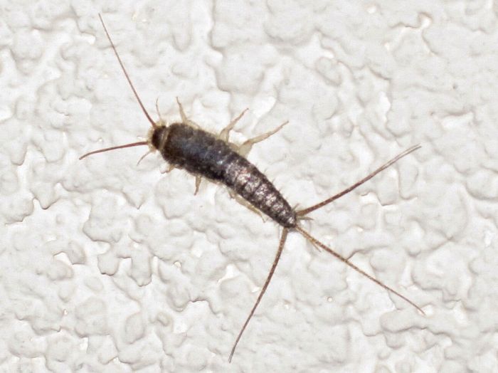 These Creatures Could Be Living In Your House