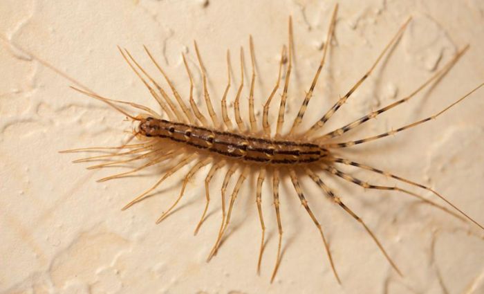 These Creatures Could Be Living In Your House