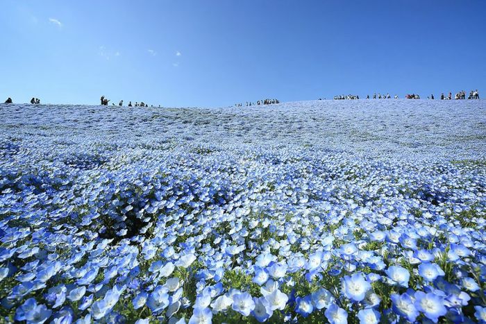 The World's Most Amazing Blue Flower Fields