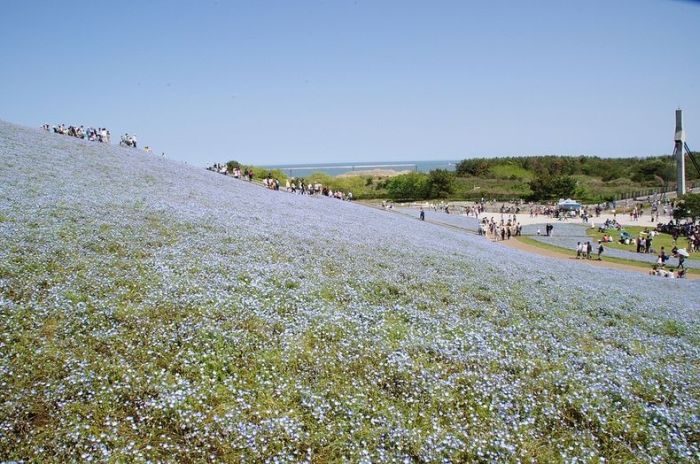 The World's Most Amazing Blue Flower Fields
