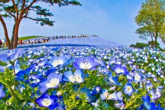 The World's Most Amazing Blue Flower Fields