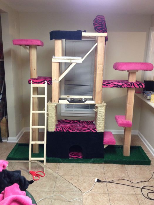 These Cats Are Living The Dream In This Tower