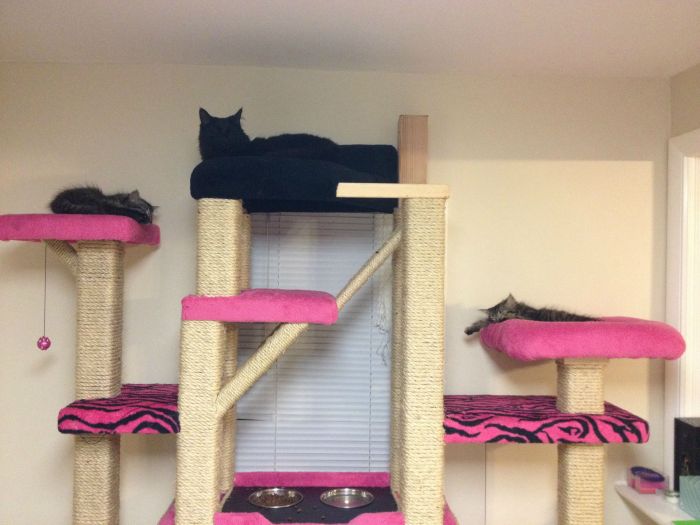 These Cats Are Living The Dream In This Tower