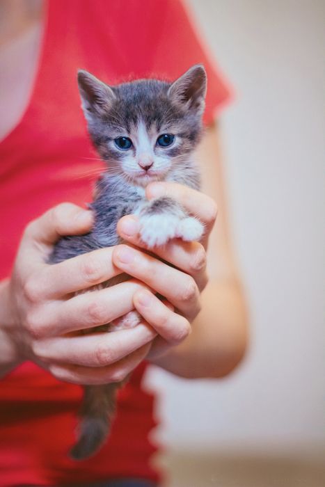 Abandoned Kittens Get Nursed Back To Health