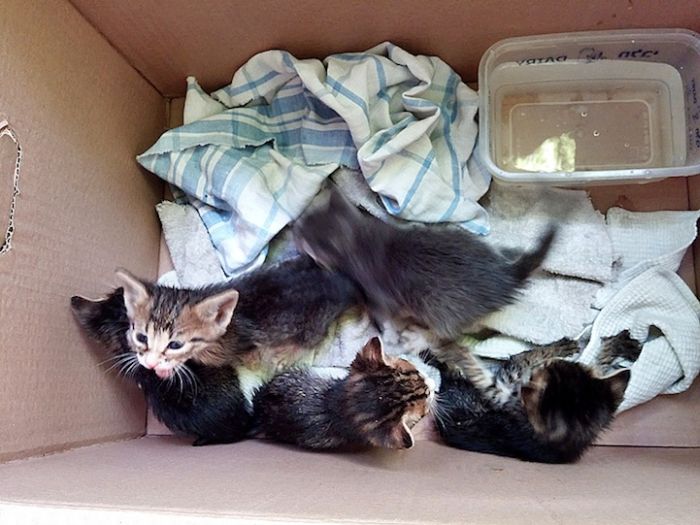 Abandoned Kittens Get Nursed Back To Health