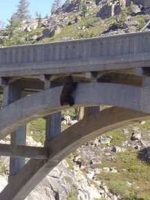 Bear Gets Rescued From A Bridge