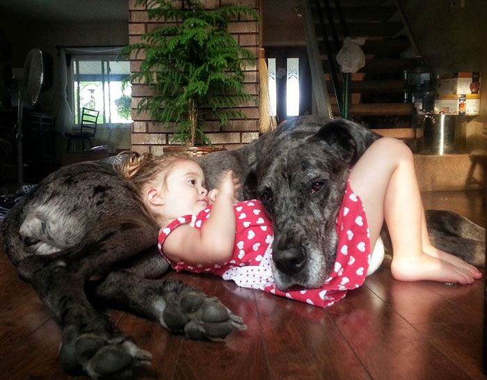 Small Kids Are Safe With Big Dogs