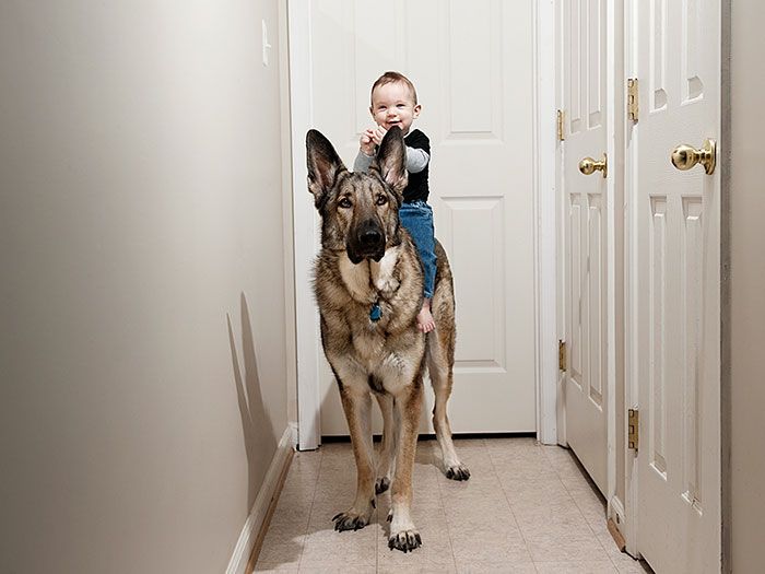 Small Kids Are Safe With Big Dogs