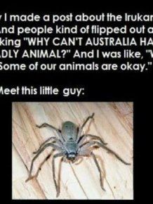 Australia Has A Friendly Spider