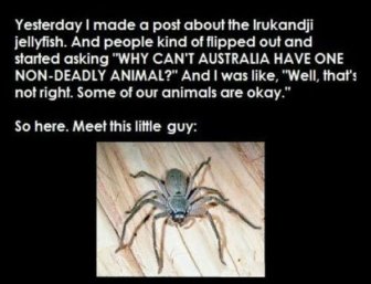 Australia Has A Friendly Spider