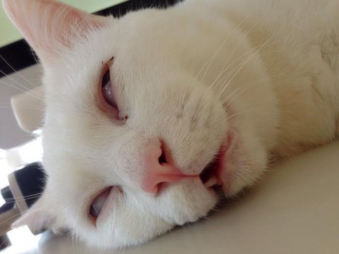Cat Looks Dead When Taking A Nap