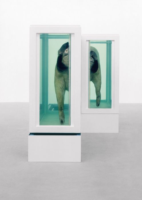 When Damien Hirst Turns Taxidermy Into Art