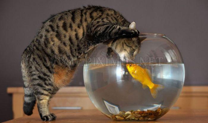 Cat and Goldfish 