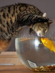 Cat and Goldfish 