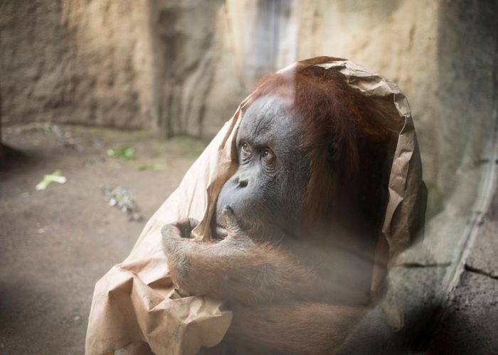 The Most Depressing Zoo Animals Ever