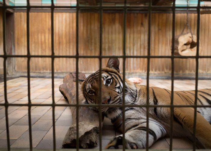 The Most Depressing Zoo Animals Ever