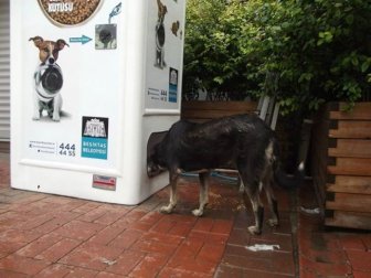 Amazing Machine Feeds Homeless Animals