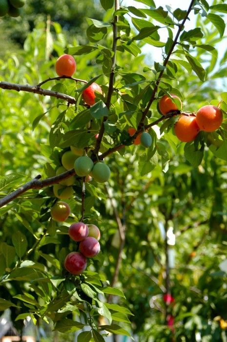 This Tree Can Produce 40 Different Kinds Of Fruits
