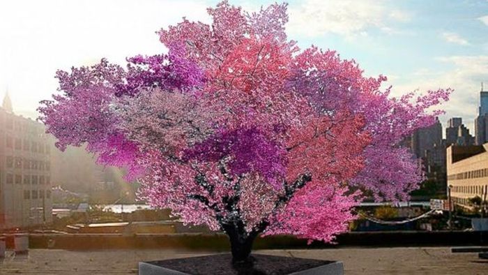 This Tree Can Produce 40 Different Kinds Of Fruits