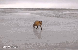Daily GIFs Mix, part 522