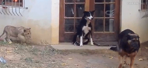 Daily GIFs Mix, part 522