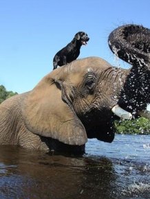 This Elephant and Dog Are Best Friends Forever
