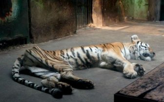 Ridiculously Thin Tiger