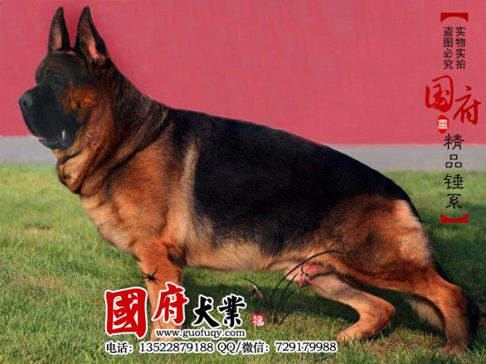 Giant Chinese German Shepherd