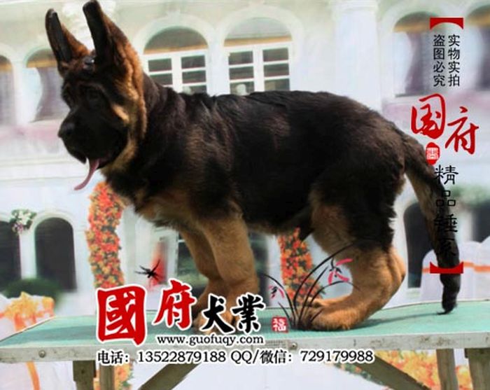 Giant Chinese German Shepherd