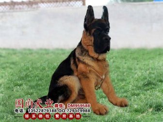 Giant Chinese German Shepherd