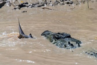 A Crocodile vs a Shark
