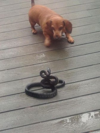 Dogs Play Tug Of War With A Snake