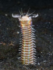 The Bobbit Worm Is Extremely Creepy