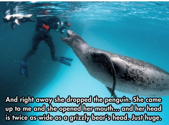 Photographer Comes Face To Face With A Leopard Seal