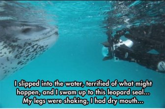 Photographer Comes Face To Face With A Leopard Seal