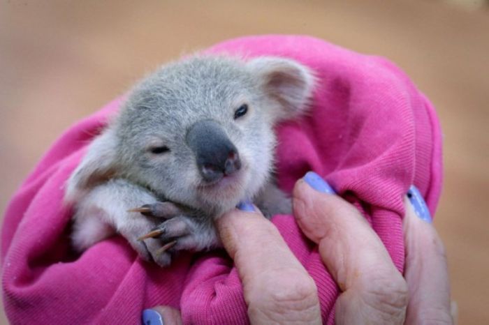 Meet Blondie Bumstead The Baby Koala
