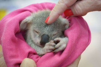 Meet Blondie Bumstead The Baby Koala