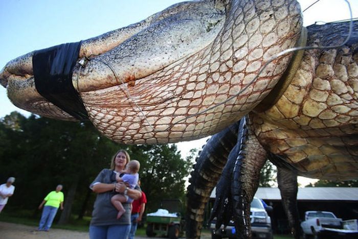 1-000-pound-alligator-animals