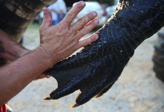 1,000 Pound Alligator