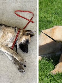 Rescue Dogs Before And After