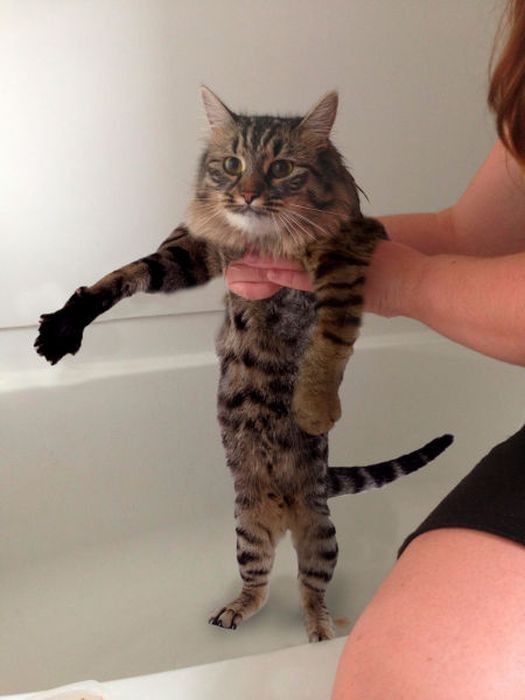 This New Wet Cat Meme Is Dominating The Internet