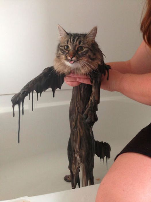 This New Wet Cat Meme Is Dominating The Internet