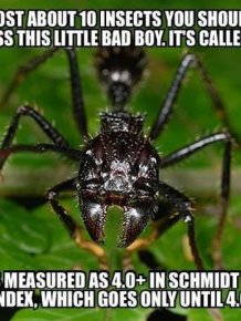 Interesting Story About the Bullet Ant