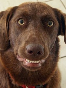 Awkward Dog Smiles 
