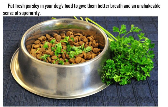Life Hacks For Dog Owners