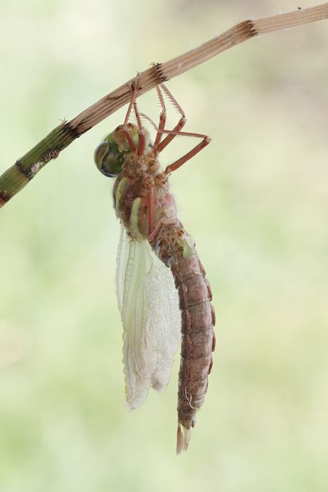 How A Dragonfly Is Born