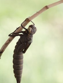 How A Dragonfly Is Born