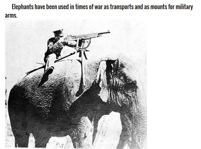 Animals You Didn't Know Were In The Military