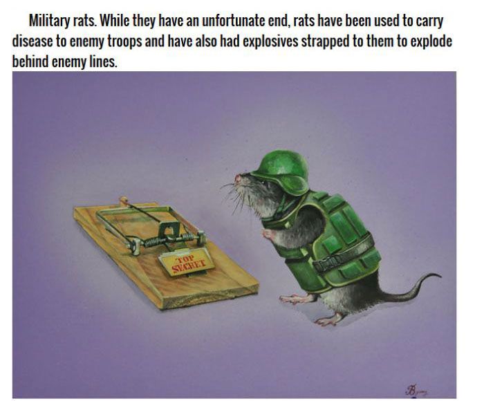 Animals You Didn't Know Were In The Military